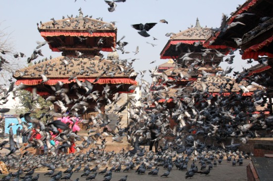 Pigeon chaos in Durbar Square (Kathmandu, Nepal, Dec 2012)