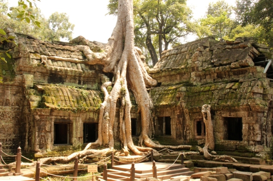 AngkorWatTrees1