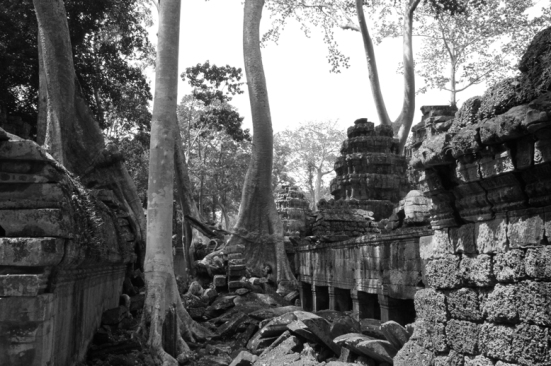 AngkorWatTrees2